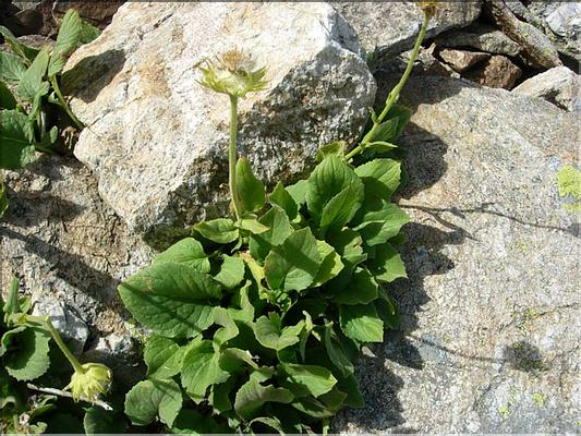 doronicum_grandiflorum