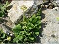 doronicum_grandiflorum