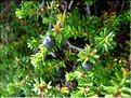 empetrum_nigrum