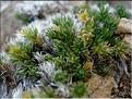 galium_pyrenaicum