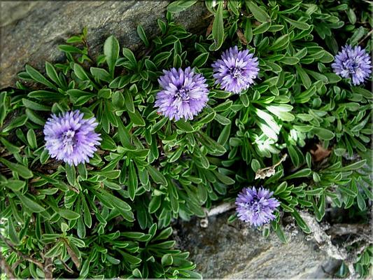 globularia_repens