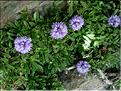 globularia_repens