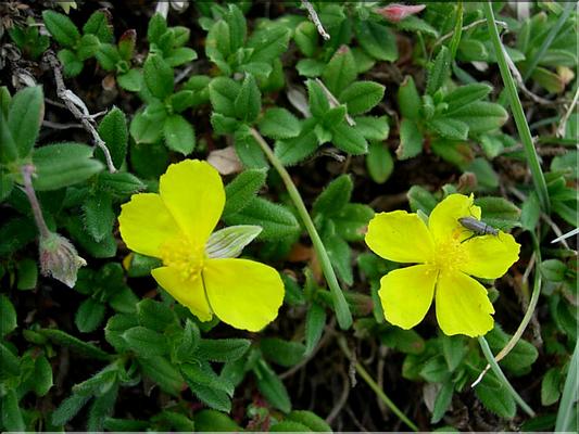 helianthemum_nummularium