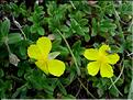 helianthemum_nummularium