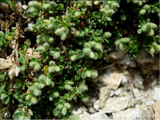 herniaria_alpina