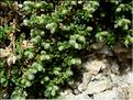 herniaria_alpina