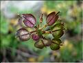 iberis_sempervirens