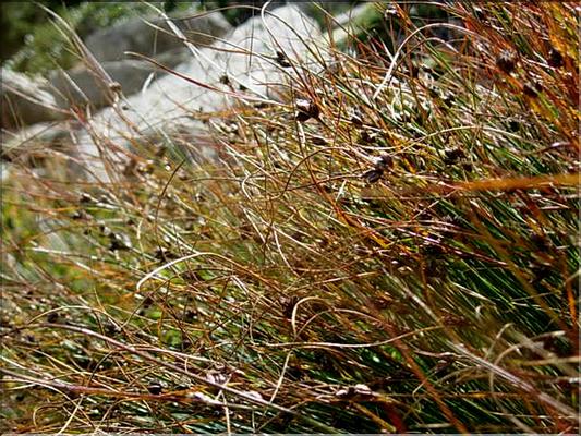 juncus_trifidus