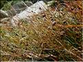 juncus_trifidus
