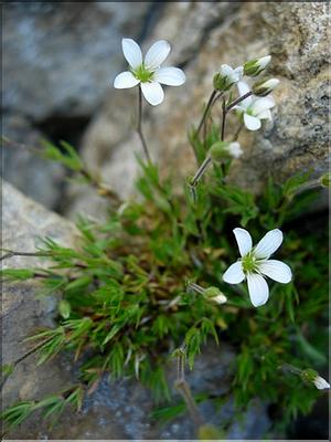minuartia_verna