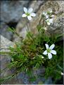 minuartia_verna