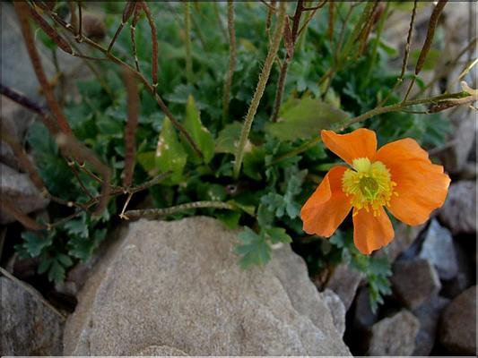 papaver_alpinum