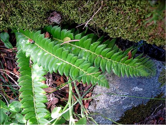 polystichum_lonchitis