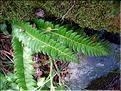 polystichum_lonchitis