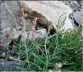 reseda_glauca