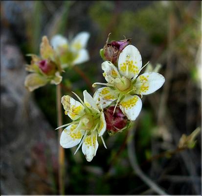 saxifraga_exarata_moschata