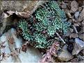 saxifraga_media