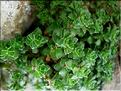 saxifraga_oppositifolia