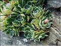 saxifraga_paniculata