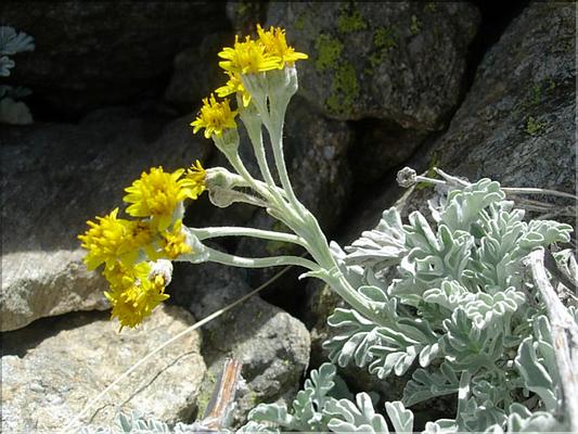 senecio_leucophyllus