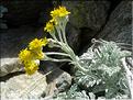 senecio_leucophyllus