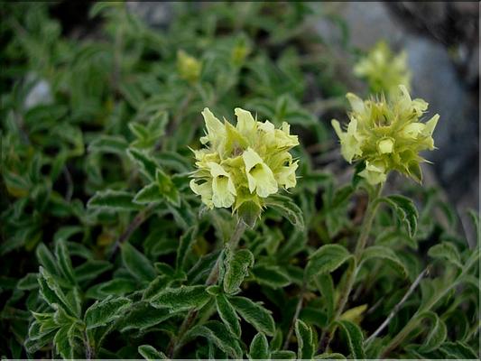 sideritis_hyssopifolia_eynensis