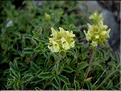sideritis_hyssopifolia_eynensis
