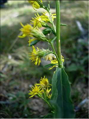 solidago_virgaurea