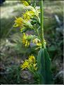 solidago_virgaurea