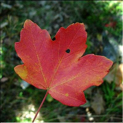 acer_campestre