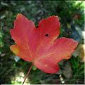 acer_campestre