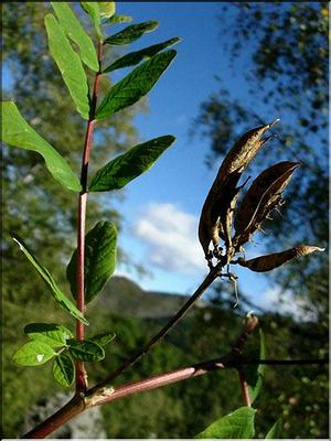 astragalus_glycyphyllos