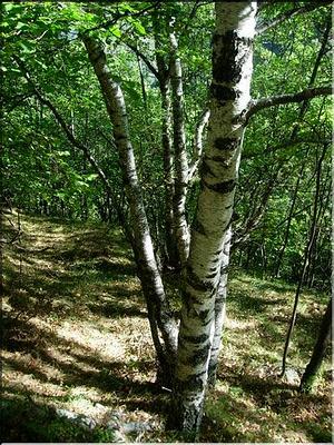 betula_pendula1