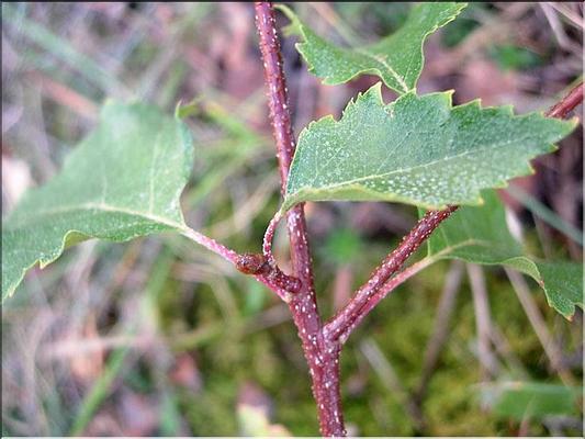 betula_pendula2