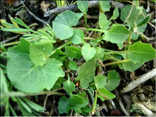 campanula_rotundifolia1