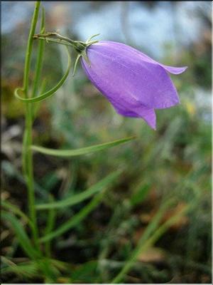campanula_rotundifolia2