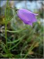 campanula_rotundifolia2