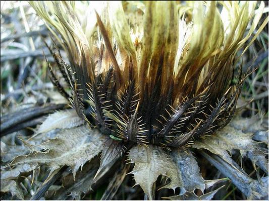 carlina_acanthifolia