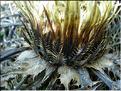 carlina_acanthifolia