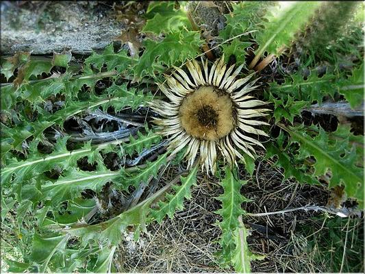 carlina_acanthifolia1