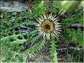 carlina_acanthifolia1