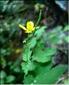 chelidonium_majus1