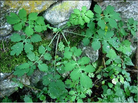 chelidonium_majus2