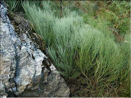 cytisus_oromediterraneus