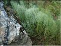cytisus_oromediterraneus
