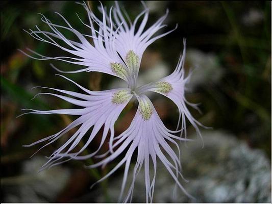 dianthus_hyssopifolius