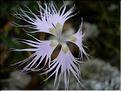 dianthus_hyssopifolius
