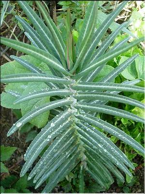 euphorbia_lathyris