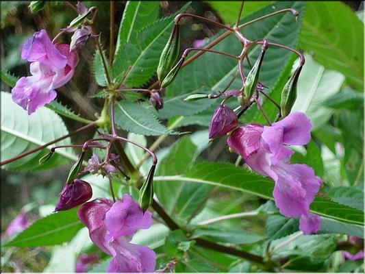 impatiens_glandulifera