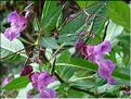impatiens_glandulifera